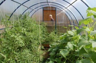 Огірки і томати у теплиці