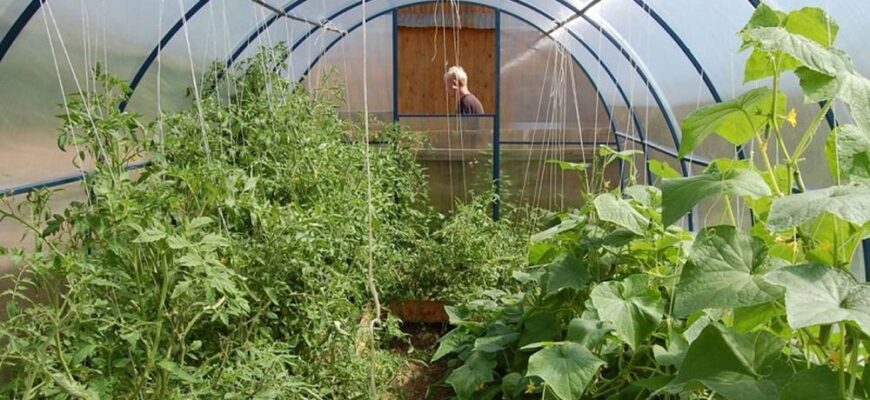 Огірки і томати у теплиці