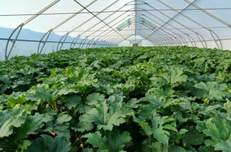 Зрошення плодово-ягідних насаджень, овочевих культур у відкритому та закритому ґрунті