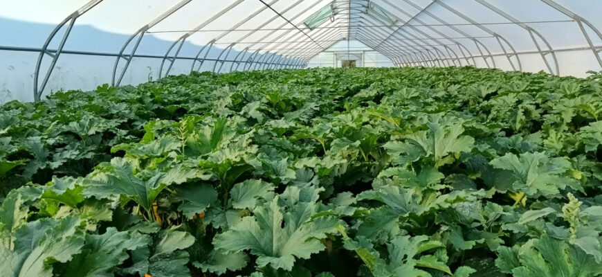 Зрошення плодово-ягідних насаджень, овочевих культур у відкритому та закритому ґрунті