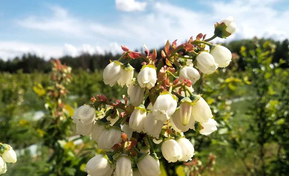 Зрошення присадибних ділянок, квітників, спортивних майданчиків, муніцмпальних парків